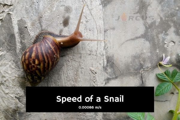 Snail Speed 1